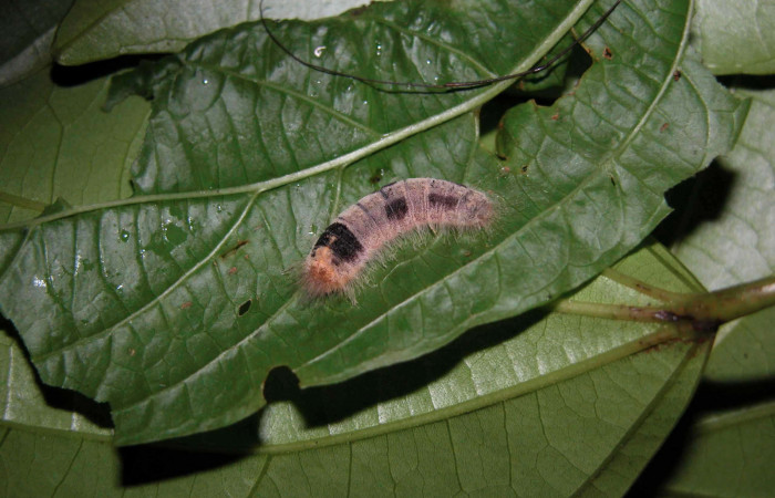 Figura 16. Larva <i>Caria lampeto</i></i> (Riodinidae), último estadío (U) vista dorsal, localidad Puente Palma Sector San Cristóbal ACG (460m). Voucher: 03-SRNP-7264-DHJ400840.jpg.