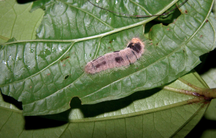 Figura 17. Larva <i>Caria lampeto</i></i> (Riodinidae), último estadío (U) vista dorsal, localidad Puente Palma Sector San Cristóbal ACG (460m). Voucher: 03-SRNP-7264-DHJ400842.jpg.