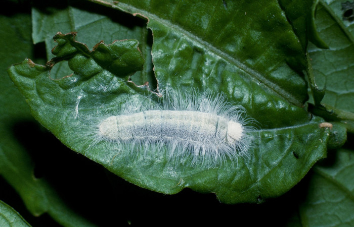Figura 4. Larva <i>Caria rhacotis</i></i> (Riodinidae), último estadío (U) vista lateral, localidad Quebrada Otilio Sector Cacao ACG (550m). Voucher: 04-SRNP-45143-DHJ83302.jpg.