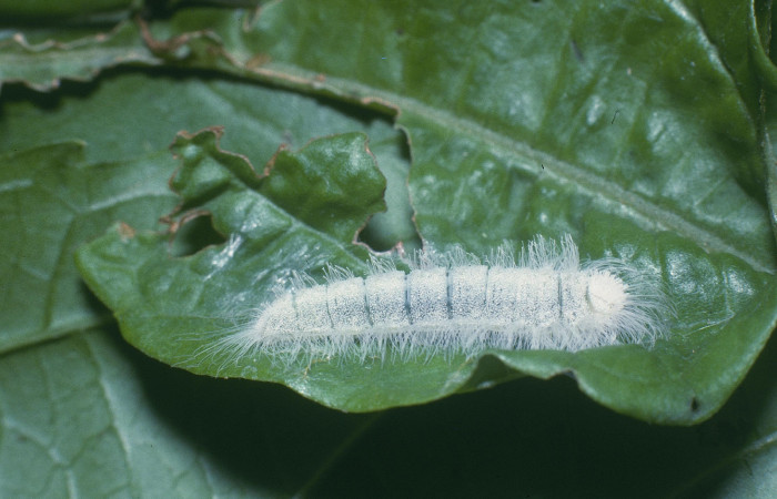Figura 5. Larva <i>Caria rhacotis</i></i> (Riodinidae), último estadío (U) vista lateral, localidad Quebrada Otilio Sector Cacao ACG (550m). Voucher: 04-SRNP-45143-DHJ83305.jpg.