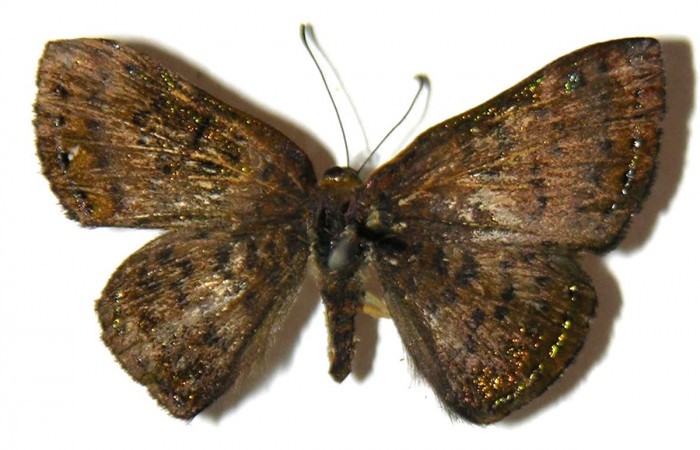 Figura 8. Adulto de <i>Caria rhacotis</i></i> (Riodinidae), macho vista dorsal, localidad Puente Palma Sector San Cristóbal ACG (460m). Voucher: 04-SRNP-61051-DHJ307302.jpg.