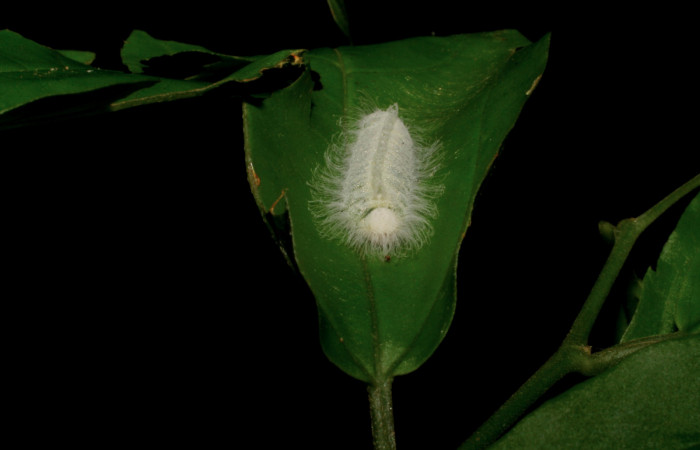 Figura 3. Larva <i>Caria rhacotis</i></i> (Riodinidae), penúltimo estadío (PU) vista frontal, localidad Sendero Puertas Sector Del Oro ACG (400m). Voucher: 05-SRNP-22020-DHJ403616.jpg.