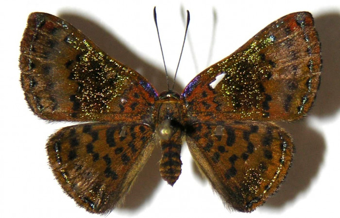 Figura 10. Adulto de <i>Caria rhacotis</i></i> (Riodinidae), hembra vista dorsal, localidad Sendero Huerta Sector San Cristóbal ACG (527m). Voucher: 05-SRNP-2508-DHJ307324.jpg.