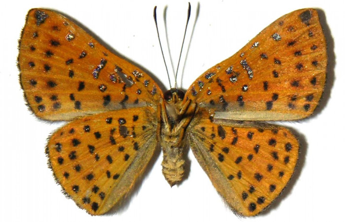 Figura 11. Adulto de <i>Caria rhacotis</i></i> (Riodinidae), hembra vista ventral, localidad Sendero Huerta Sector San Cristóbal ACG (527m). Voucher: 05-SRNP-2508-DHJ307325.jpg.