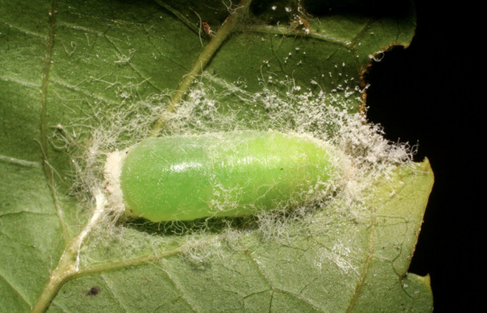 Figura 6. Pupa de <i>Caria rhacotis</i></i> (Riodinidae), vista dorsal localidad Río Francia Arriba Sector Rincón Rain Forest ACG (400m). Voucher: 06-SRNP-40960-DHJ414144.jpg.