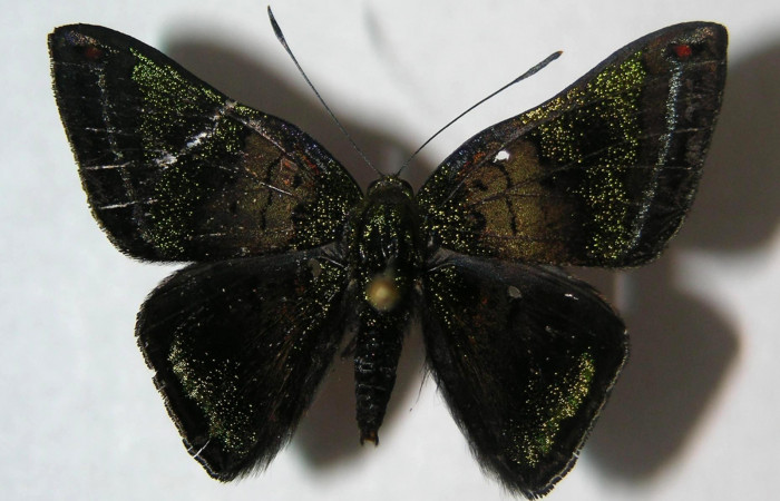 Figura 18. Adulto de <i>Caria lampeto</i></i> (Riodinidae), macho vista dorsal, localidad Cuesta Caimito Sector Cacao ACG (640m). Voucher: 06-SRNP-47457-DHJ359328.jpg.