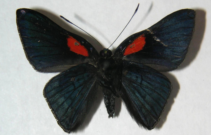 Figura 19. Adulto de <i>Caria lampeto</i></i> (Riodinidae), macho vista ventral, localidad Cuesta Caimito Sector Cacao ACG (640m). Voucher: 06-SRNP-47457-DHJ359329.jpg.