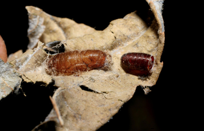 Figura 12. Restos de pupario de parásito <i>Lespesia</i></i> parviteresDHJ04 (Tachinidae) que ataca <i>Caria rhacotis</i></i> (Riodinidae), vista dorsal, localidad Puente Palma Sector San Cristóbal ACG (460m). Voucher: 06-SRNP-7687-DHJ424708.jpg.