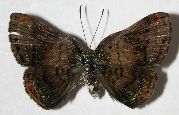 Figura 20. Adulto de <i>Caria lampeto</i></i> (Riodinidae), hembra vista dorsal, localidad Sendero Rotulo Sector Pitilla ACG (510m). Voucher: 07-SRNP-32613-DHJ383102.jpg.