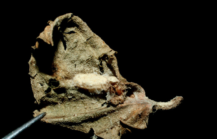 Figura 13. Capullo de parásito <i>Diolcogaster</i></i> Choi4692 (Braconidae) que ataca <i>Caria rhacotis</i></i> (Riodinidae), vista dorsal, localidad Rancho Harold Sector Cacao ACG (820m). Voucher: 07-SRNP-45429-DHJ461851.jpg.