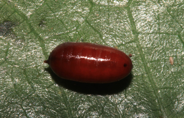 Figura 15. Pupario de parásito <i>Chetogena</i></i> scutellarisDHJ01 (Tachinidae) que ataca <i>Caria rhacotis</i></i> (Riodinidae), vista dorsal, localidad Estación Pitilla Sector Pitilla ACG (675m). Voucher: 14-SRNP-31835-DHJ721536.jpg.