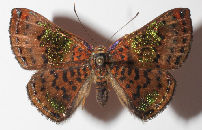 Figura 1. Adulto de <i>Caria rhacotis</i></i> (Riodinidae), vista dorsal, localidad Quebrada Salazar, Sector Del Oro ACG (560m). Voucher: 15-SRNP-20224-DHJ904714.jpg.