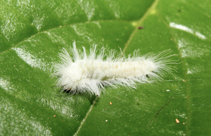 Figura 2. Larva <i>Caria rhacotis</i></i> (Riodinidae), penúltimo estadío (PU) vista lateral, localidad Pasmompa Sector Pitilla ACG (440m). Voucher: 17-SRNP-70607-DHJ737016.jpg.
