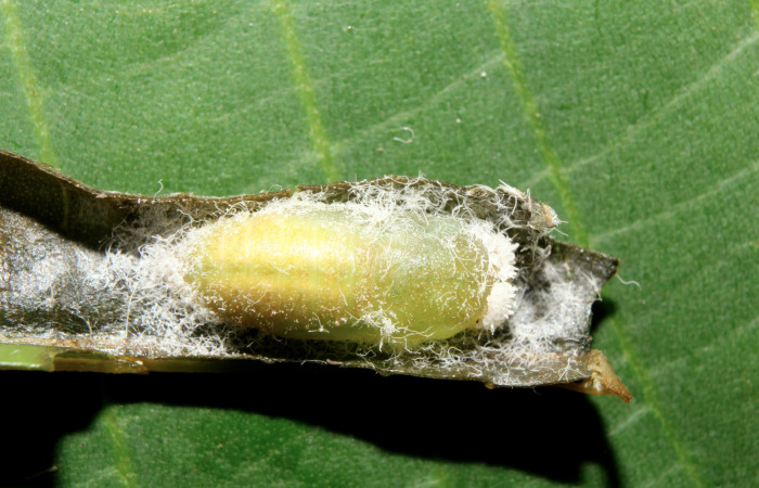 Figura 7. Pupa de <i>Caria rhacotis</i></i> (Riodinidae), vista dorsal localidad Pasmompa, Sector Pitilla ACG (440m). Voucher: 17-SRNP-70607-DHJ737023.jpg.