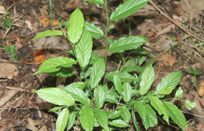 Figura 22. Planta hospedera de <i>Caria rhacotis</i></i> y <i>Caria lampeto</i></i> (Riodinidae), planta llamada Celtis iguanaea (Ulmaceae), localidad Medrano Estación Quica Sector Pitilla ACG (380m), foto: Ricardo Calero 19 Abril 2018.