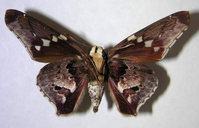 Figura 8. Adulto de <i>Proteides mercurius</i></i> (Hesperiidae), hembra vista ventral, localidad Sendero Bejuquilla, Sector El Hacha ACG (280m). Voucher: 00-SRNP-2023-DHJ369255.jpg.