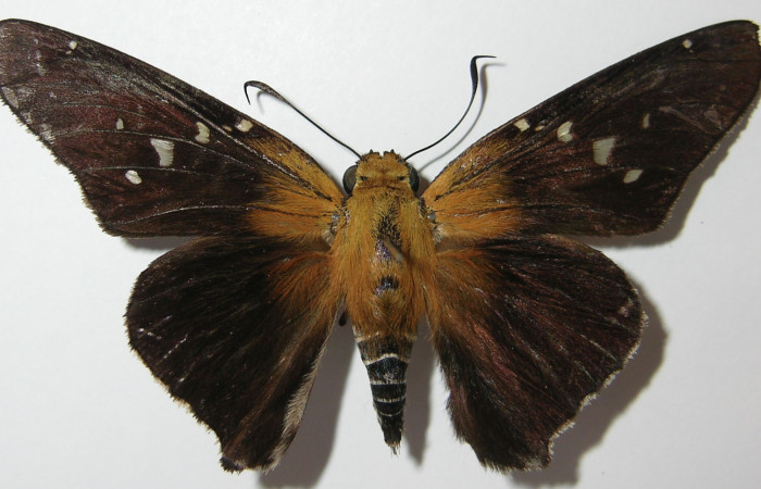 Figura 1. Adulto de <i>Proteides mercurius</i></i> (Hesperiidae), vista dorsal, localidad Medrano, Estación Biológica Quica Sector Pitilla ACG (380m). Voucher: 12-SRNP-70701-DHJ573956.jpg.