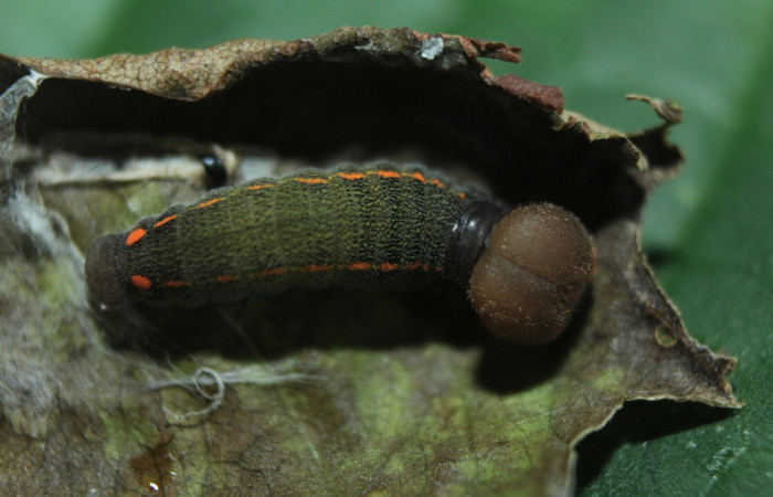 Figura 2. Larva <i>Proteides mercurius</i></i> (Hesperiidae), tercer estadío (PPU) vista dorsal, localidad Medrano, us (Hesperiidae), vista dorsal, localidad Medrano, Estación Biológica Quica Sector Pitilla ACG (380m). Voucher: 15-SRNP-72599-DHJ732272.jpg.