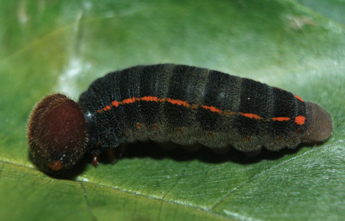 Figura 3. Larva <i>Proteides mercurius</i></i> (Hesperiidae), penúltimo estadío (PU) vista lateral, localidad Medrano, Estación Biológica Quica Sector Pitilla ACG (380m). Voucher: 15-SRNP-72599-DHJ732323.jpg.