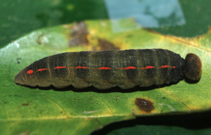 Figura 4. Larva <i>Proteides mercurius</i></i> (Hesperiidae), último estadío (U) vista lateral, localidad Medrano, Estación Biológica Quica Sector Pitilla ACG (380m). Voucher: 15-SRNP-72599-DHJ732390.jpg.