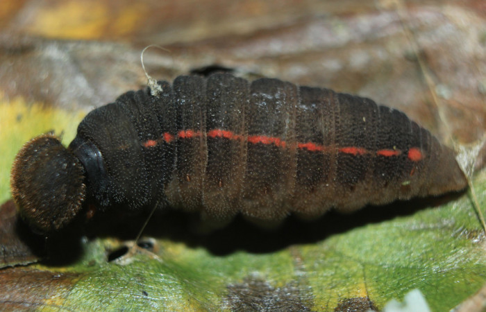 Figura 5. Larva <i>Proteides mercurius</i></i> (Hesperiidae), último estadío (U) vista lateral, localidad Medrano, Estación Biológica Quica Sector Pitilla ACG (380m). Voucher: 15-SRNP-72599-DHJ732410.jpg.