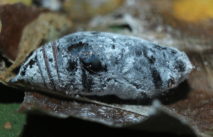Figura 6. Pupa de <i>Proteides mercurius</i></i> (Hesperiidae), vista lateral, localidad Medrano, Estación Biológica Quica Sector Pitilla ACG (380m). Voucher: 15-SRNP-72599-DHJ732452.jpg.