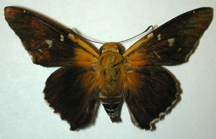 Figura 9. Adulto de <i>Proteides mercurius</i></i> (Hesperiidae), macho vista dorsal, localidad Quebrada Costa Rica, Sector Santa Rosa ACG (275m). Voucher: 95-SRNP-7362-DHJ32014.jpg.