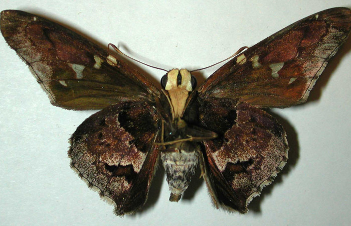 Figura 10. Adulto de <i>Proteides mercurius</i></i> (Hesperiidae), macho vista dorsal, localidad Quebrada Costa Rica, Sector Santa Rosa ACG (275m). Voucher: 95-SRNP-7362-DHJ32015.jpg.