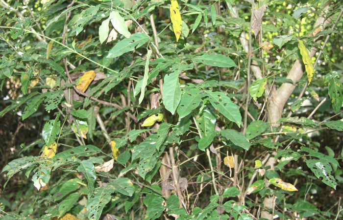 Figura 12. Planta hospedera de larva <i>Proteides mercurius</i></i> (Hesperiidae), esta planta se llama <i>Lonchocarpus oligantus</i></i> (Fabaceae), localidad Medrano, Estación Biológica Quica Sector Pitilla ACG (380m).