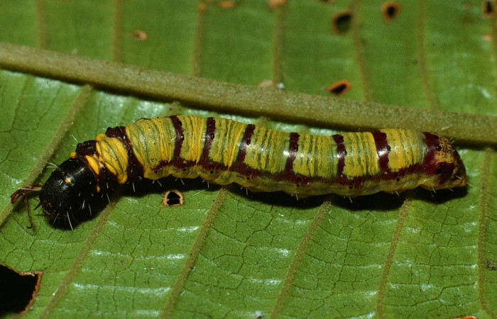 Figura 6. Larva <i>Druentica inscita</i></i> (Mimallonidae), penúltimo estadío (PU) vista dorsal, localidad Camino Rio Francia Sector Rincón Rain Forest ACG (410m). Voucher: 03-SRNP-11109-DHJ75544.jpg.