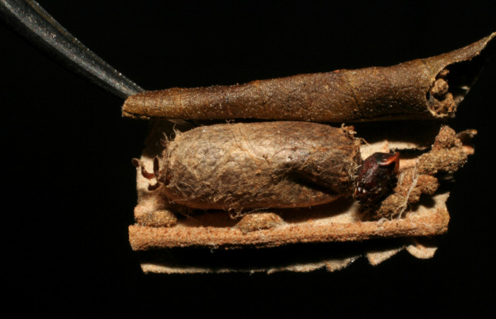 Figura 14. Capullo de parásito <i>Microcharops longiterebra</i></i> (Ichneumonidae) que ataca <i>Druentica inscita</i></i> (Mimallonidae), vista lateral, localidad Sendero Tucan Sector Rincón Rain Forest ACG (410m). Voucher: 05-SRNP-41494-DHJ424495.jpg.