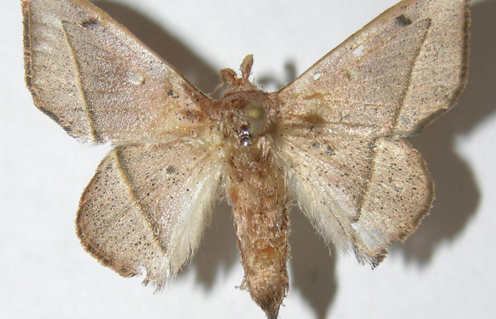 Figura 12. Adulto de <i>Druentica inscita</i></i> (Mimallonidae), hembra vista dorsal, localidad Monte Cristo Sector Del Oro ACG (525m). Voucher: 08-SRNP-20770-DHJ501626.jpg.