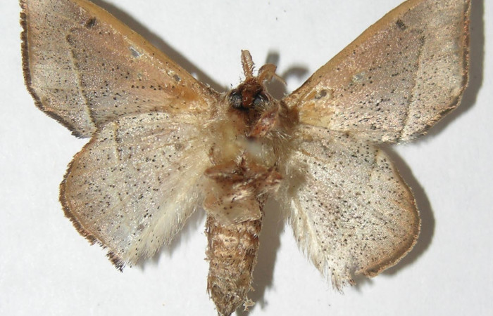 Figura 13. Adulto de <i>Druentica inscita</i></i> (Mimallonidae), hembra vista ventral, localidad Monte Cristo Sector Del Oro ACG (525m). Voucher: 08-SRNP-20770-DHJ501627.jpg.