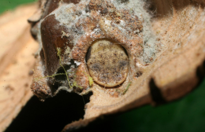 Figura 3. Larva <i>Druentica inscita</i></i> (Mimallonidae), vista parte de atrás en su habitad, localidad Uncaria Sector Del Oro ACG (370m). Voucher: 08-SRNP-22757-DHJ445293.jpg.