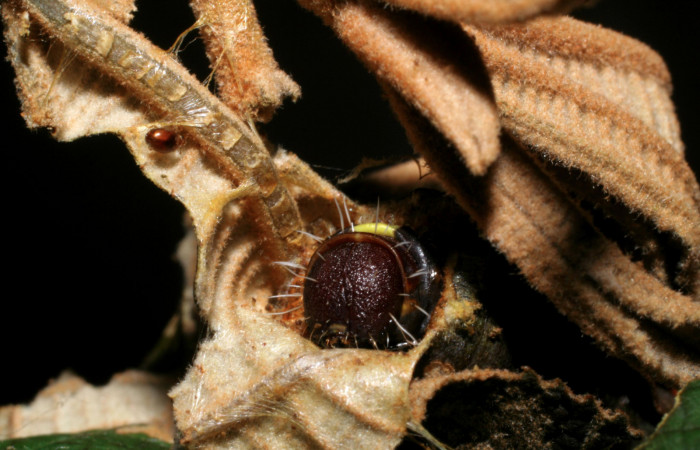 Figura 4. Larva <i>Druentica inscita</i></i> (Mimallonidae), vista cabeza en su habitad, localidad Estación Quica Sector Pitilla ACG (470m). Voucher: 08-SRNP-70508-DHJ443310.jpg.