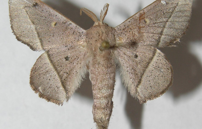 Figura 1. Adulto de <i>Druentica inscita</i></i> (Mimallonidae), vista dorsal, localidad Jacobo Sector Rincón Rain Forest ACG (461m). Voucher: 12-SRNP-69848-DHJ565128.jpg.