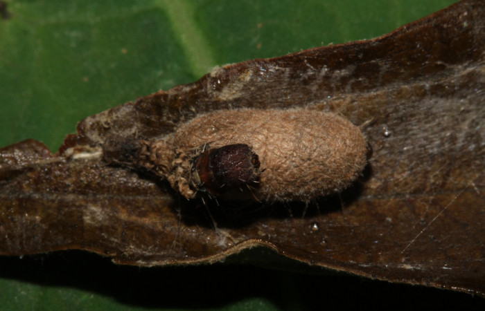 Figura 15. Capullo de parásito <i>Microcharops longiterebra</i></i> (Ichneumonidae) que ataca <i>Druentica inscita</i></i> (Mimallonidae), vista dorsal, localidad Sendero Carica Sector Pitilla ACG (660m). Voucher: 14-SRNP-30763-DHJ720938.jpg.