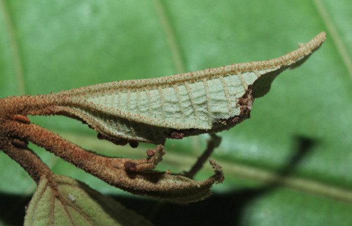 Figura 2. Mostrando habitad de <i>Druentica inscita</i></i> (Mimallonidae), localidad Cañita Estación Quica Sector Pitilla ACG (480m). Voucher: 15-SRNP-71088-DHJ727514.jpg.