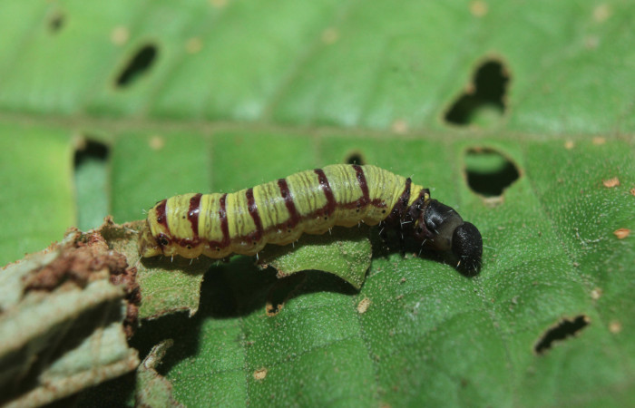 Figura 5. Larva <i>Druentica inscita</i></i> (Mimallonidae), tercer estadío (PPU), vista dorsal, localidad Cañita Estación Quica Sector Pitilla ACG (480m). Voucher: 15-SRNP-71088-DHJ727518.jpg.
