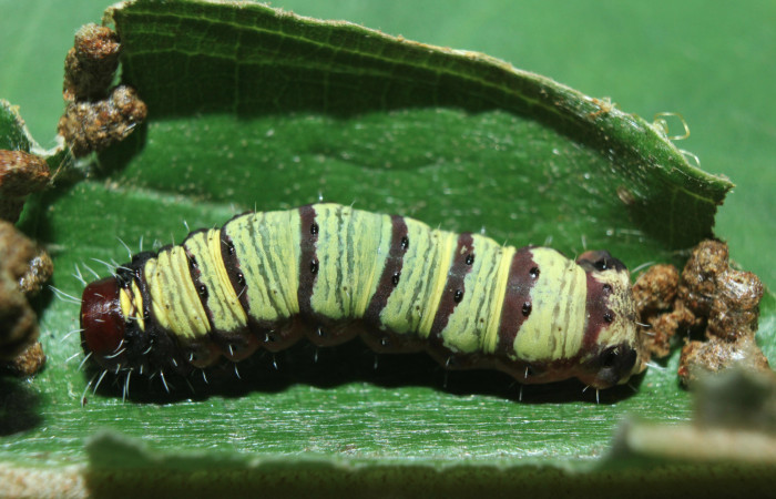 Figura 7. Larva <i>Druentica inscita</i></i> (Mimallonidae), último estadío (U), vista dorsal, localidad Cañita Estación Quica Sector Pitilla ACG (480m). Voucher: 15-SRNP-71088-DHJ727572.jpg.