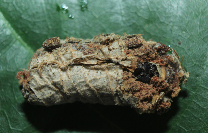 Figura 8. Habitad de pupa de <i>Druentica inscita</i></i> (Mimallonidae), vista dorsal, localidad Cañita Estación Quica Sector Pitilla ACG (480m). Voucher: 15-SRNP-71088-DHJ727703.jpg.