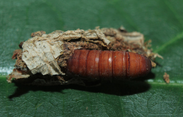 Figura 9. Pupa de <i>Druentica inscita</i></i> (Mimallonidae), vista dorsal, localidad Cañita Estación Quica Sector Pitilla ACG (440m). Voucher: 15-SRNP-71088-DHJ727706.jpg.