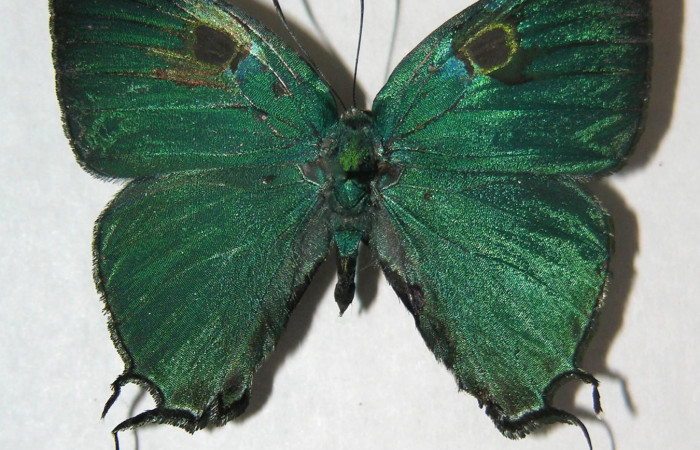 Figura 1. Adulto de <i>Denivia mavors</i></i> (Lycaenidae), vista dorsal, localidad Canyon Río Mena, Sector Del Oro ACG (560m). Voucher: 06-SRNP-22578-DHJ359442.jpg.