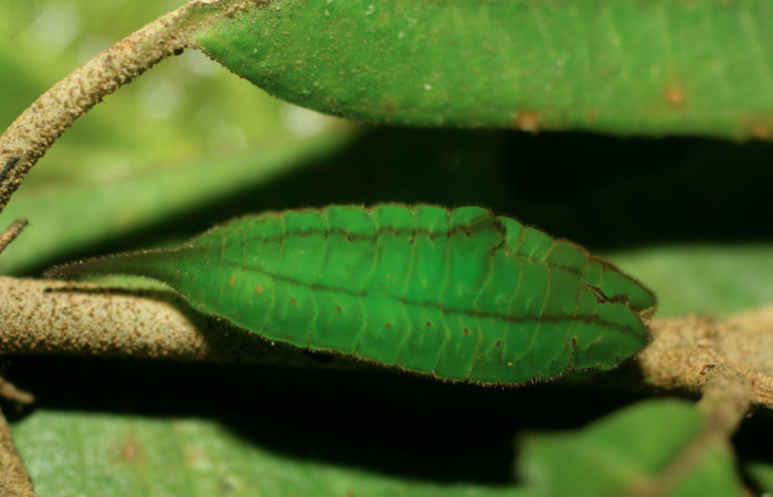 Figura 4. Larva <i>Denivia mavors</i></i> (Lycaenidae), último estadío (U) vista lateral, localidad Estación Pitilla, Sector Pitilla ACG (675m). Voucher: 07-SRNP-32660-DHJ426897.jpg.