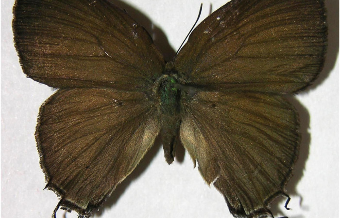 Figura 7. Adulto de <i>Denivia mavors</i></i> (Lycaenidae), hembra vista dorsal, localidad Sendero Anonas, Sector Rincón Rain Forest ACG (405m). Voucher: 07-SRNP-42435-DHJ377946.jpg.