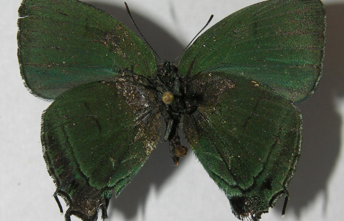 Figura 10. Adulto de <i>Denivia mavors</i></i> (Lycaenidae), macho vista ventral, localidad Quebrada Bambú, Sector Rincón Rain Forest ACG (109m). Voucher: 12-SRNP-77795-DHJ567435.jpg.