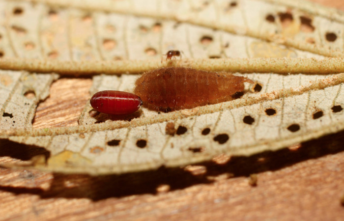Figura 11. Larva <i>Denivia mavors</i></i> (Lycaenidae), vista pupario de parásito <i>Pseudosiphona</i></i> Janzen04 (Tachinidae), localidad Estación Pitilla, Sector Pitilla ACG (675m). Voucher: 14-SRNP-30124-DHJ802124.jpg.