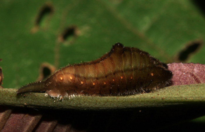 Figura 3. Larva <i>Denivia mavors</i></i> (Lycaenidae), penúltimo estadío (PU) vista lateral, localidad Sendero Montecele, Sector Pitilla ACG (680m). Voucher: 14-SRNP-31269-DHJ721199.jpg.