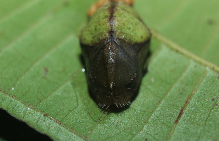 Figura 6. Pupa de <i>Denivia mavors</i></i> (Lycaenidae), vista dorsal, localidad Calma, Estación Quica Sector Pitilla ACG (412m). Voucher: 15-SRNP-71311-DHJ727714.jpg.