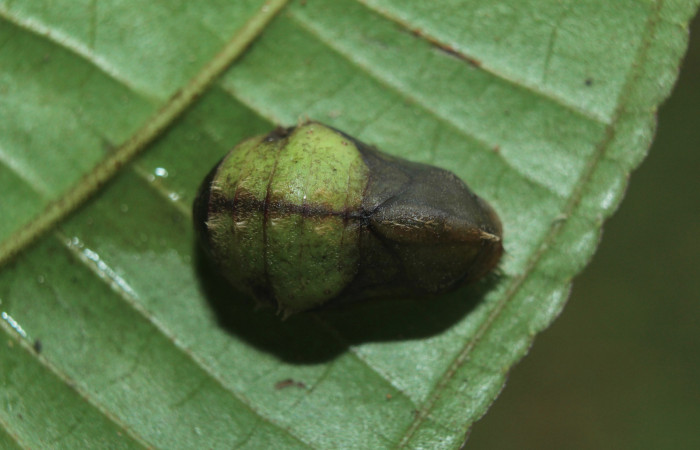 Figura 5. Pupa de <i>Denivia mavors</i></i> (Lycaenidae), vista dorsal, localidad Calma, Estación Quica Sector Pitilla ACG (412m). Voucher: 15-SRNP-71311-DHJ727716.jpg.